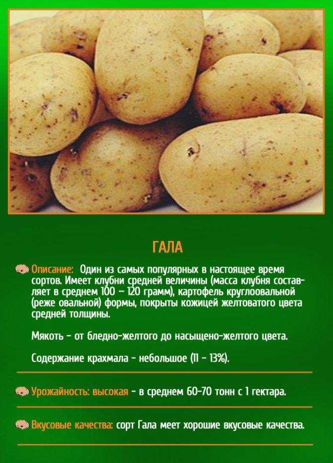 Лучшие сорта картофеля: фото, названия и описания (каталог)