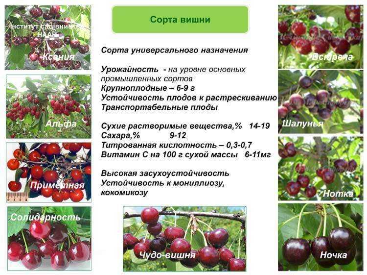 Черешня орловская янтарная: характеристика и описание сорта, опылители, выращивание и уход, фото