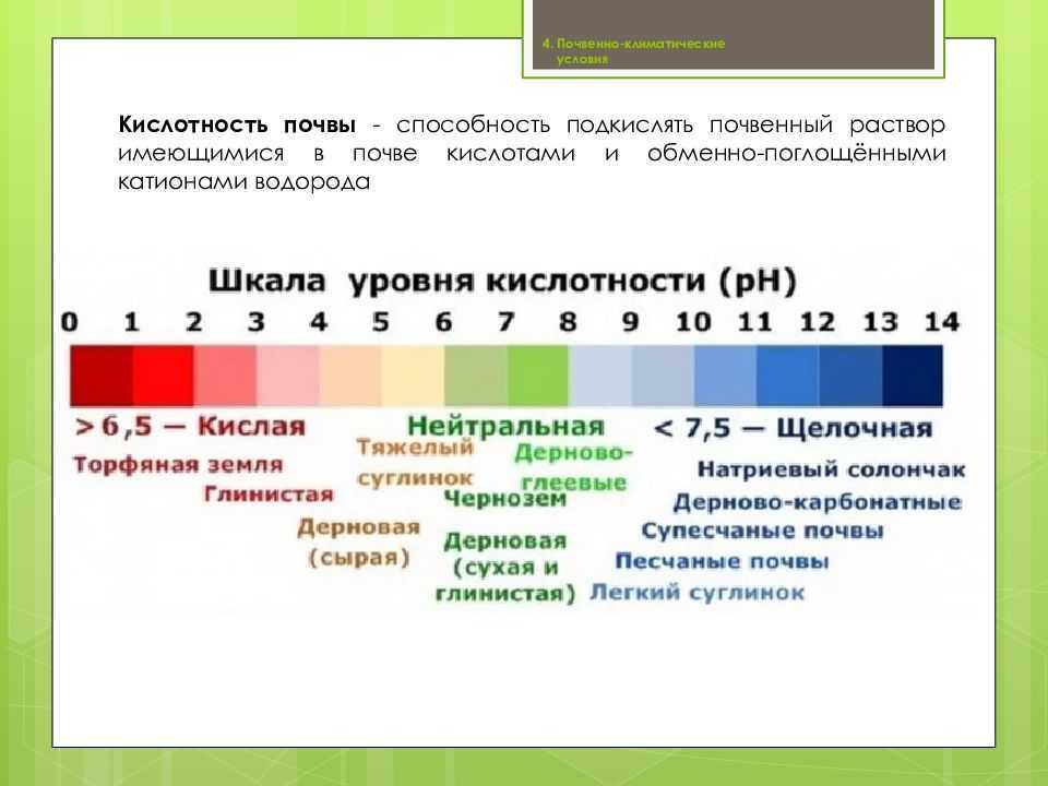Как сделать почву кислой для голубики, гортензии и других культур: рекомендации, рецепты - onwomen.ru