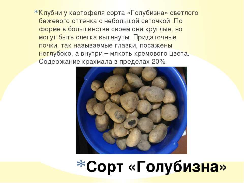 Картофель голубизна - описание сорта, фото, отзывы