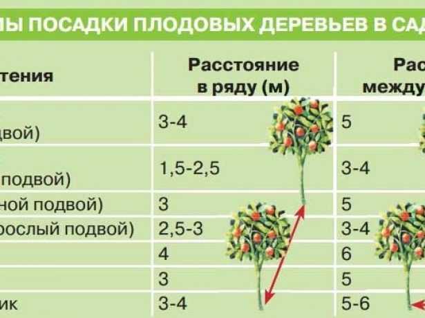 Опасное соседство: никогда не сажайте эти деревья и кустарники рядом!
