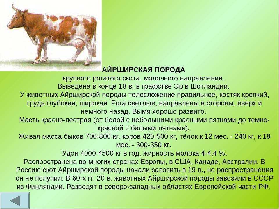 Красная степная порода коров: характеристика, фото, особенности разведения