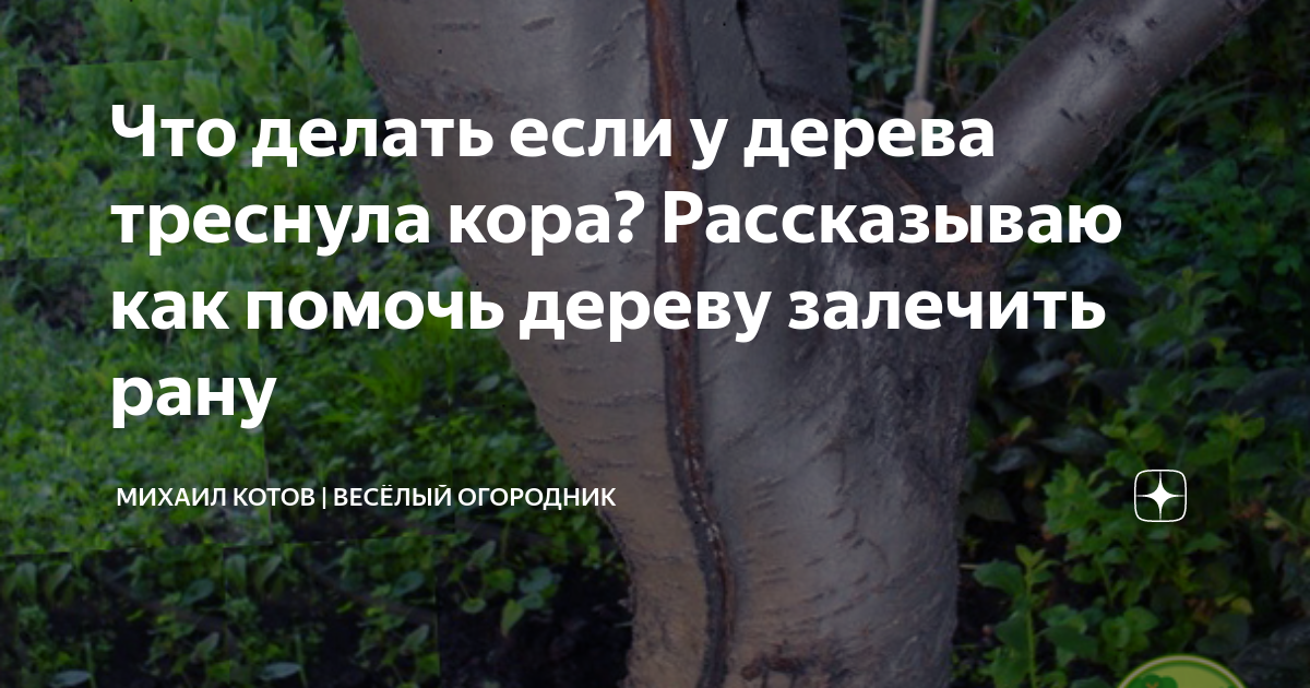 На молодой яблоне трескается кора: что делать, почему это происходит, лечение и профилактика