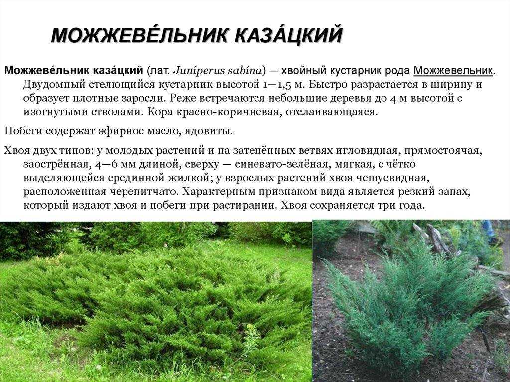 Можжевельник - как сажать и ухаживать дома и во дворе весной?