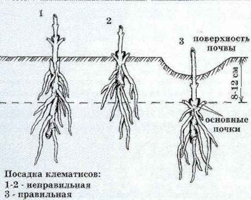 Когда сажать лилии в открытый грунт весной? лучшее время посадки