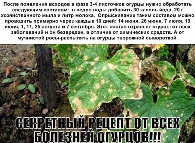 Йод и зеленка спешат на помощь: секреты обработки огурцов для лучшего урожая