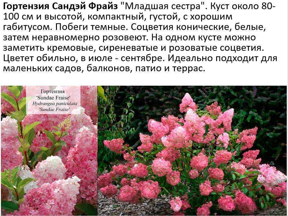 Роза цезарь: особенности сорта и правила выращивания
