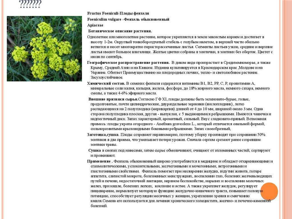 Фенхель и укроп — в чем разница