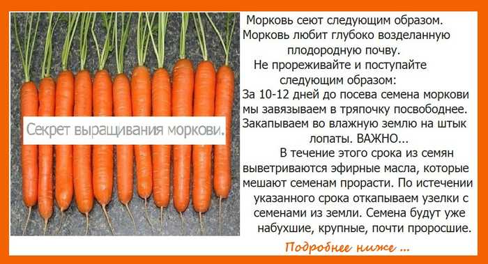 Как сажать морковь в открытый грунт семенами без замачивания — как правильно сажать морковь в открытый грунт