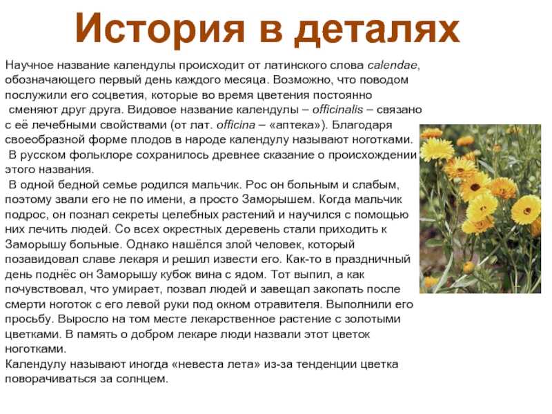 Семена календулы: как собрать и хранить, когда высаживать