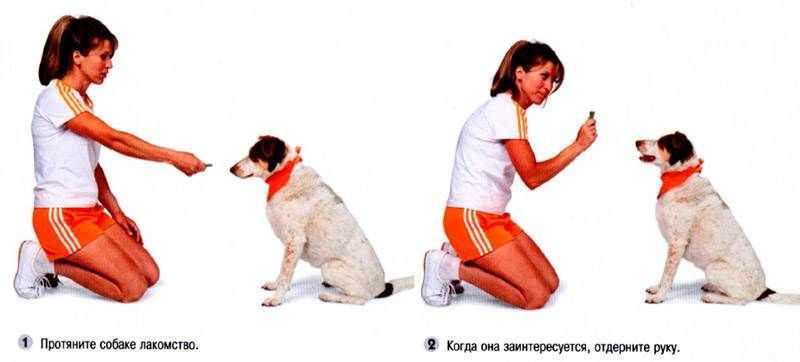 Как приручить коня и завоевать его доверие?