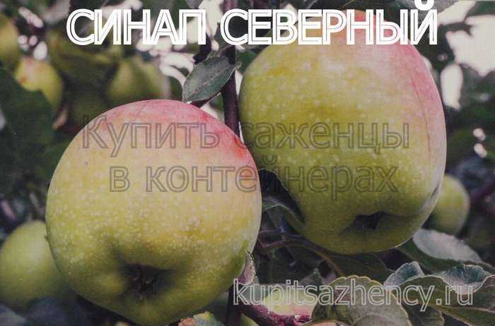 Яблоня синап орловский: описание и характеристика сорта