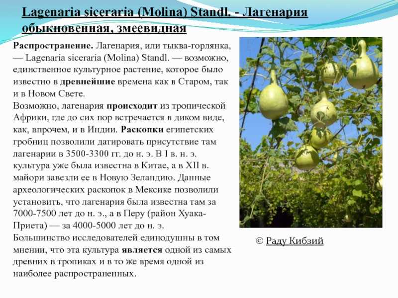  тыква бутылочная - описание и характеристики сорта с фото, урожайность и отзывы: особенности выращивания и уход, плюсы и минусы