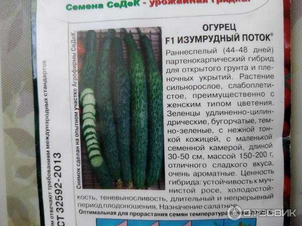 Огурец «изумрудный поток», описание сорта, фото, отзывы