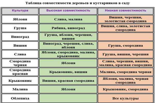 Зимостойкие сорта яблонь и груш которые можно сажать осенью. зимостойкие сорта плодовых деревьев: яблоня, груша, слива, вишня, черешня