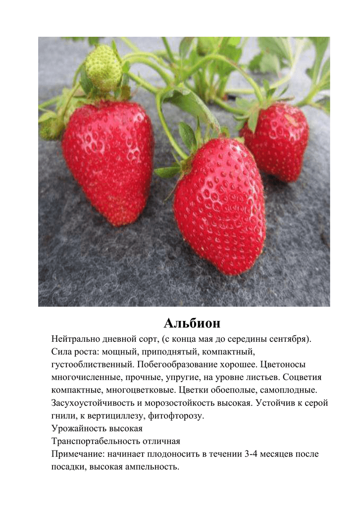 Клубника "альбион": описание сорта, фото, отзывы садоводов