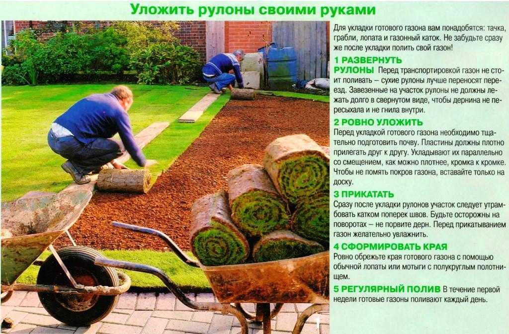Как сделать газон на даче своими руками? - моя дача - информационный сайт для дачников, садоводов и огородников