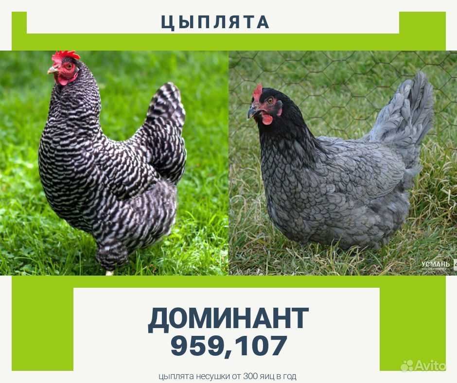 Заведите кур доминант и вы получите 300 яиц уже в первый год!