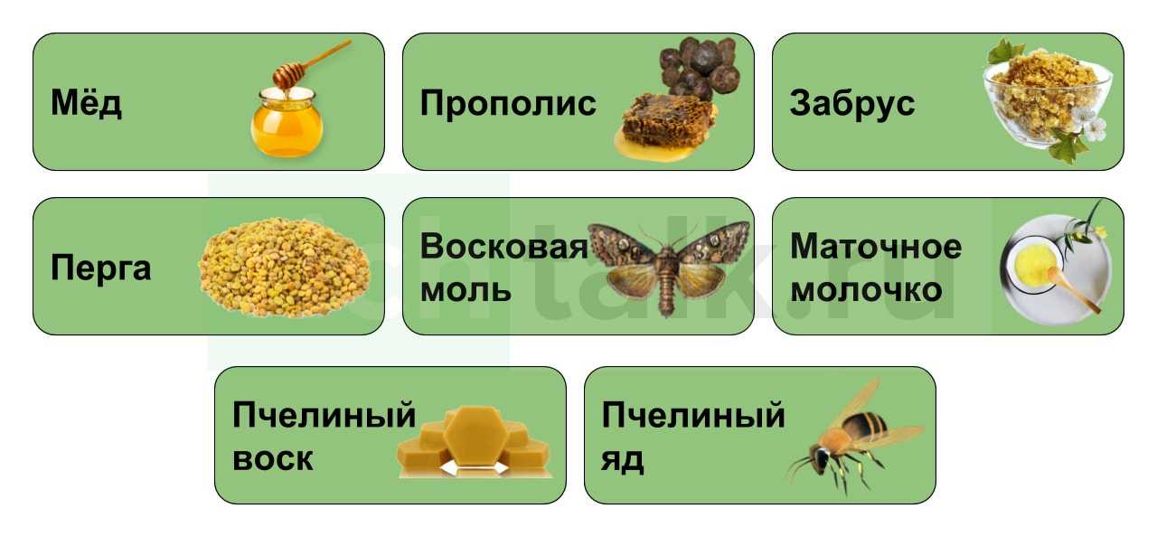 Пчелопродукты. основные виды, характеристики и полезные свойства