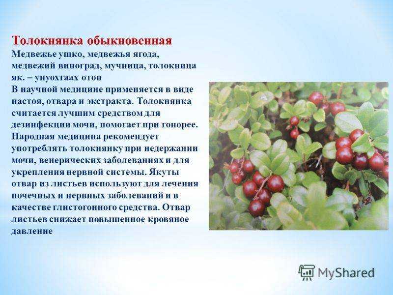 Толокнянка — целебные «медвежьи ушки». полезные свойства. фото — ботаничка