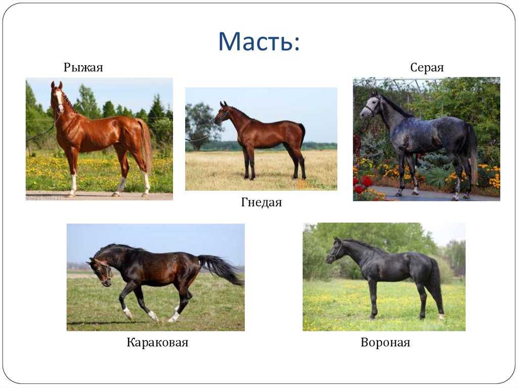 Масти лошадей