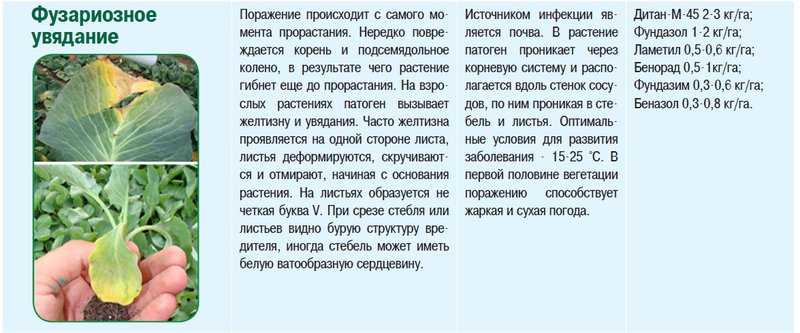 Чем лучше обработать пекинскую капусту для борьбы с вредителями и болезнями