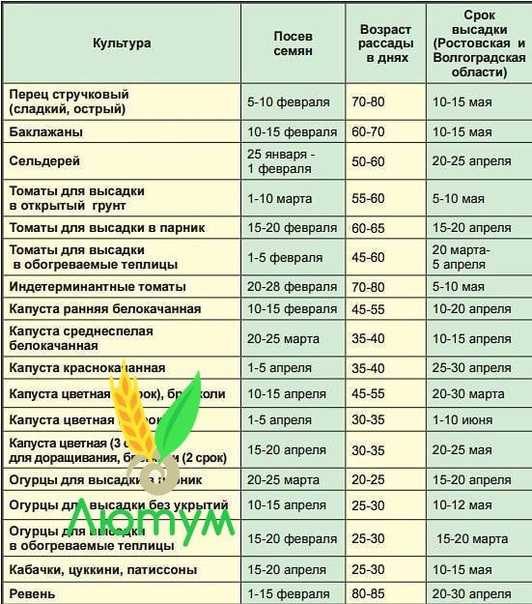 Капуста брокколи - польза и вред для здоровья, состав и калорийность