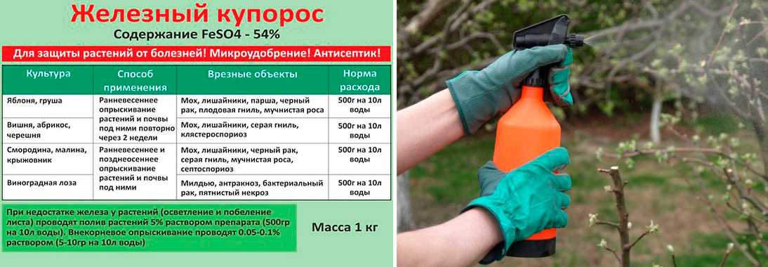 Гортензия: как избавиться от вредителей и болезней, методы борьбы и профилактики