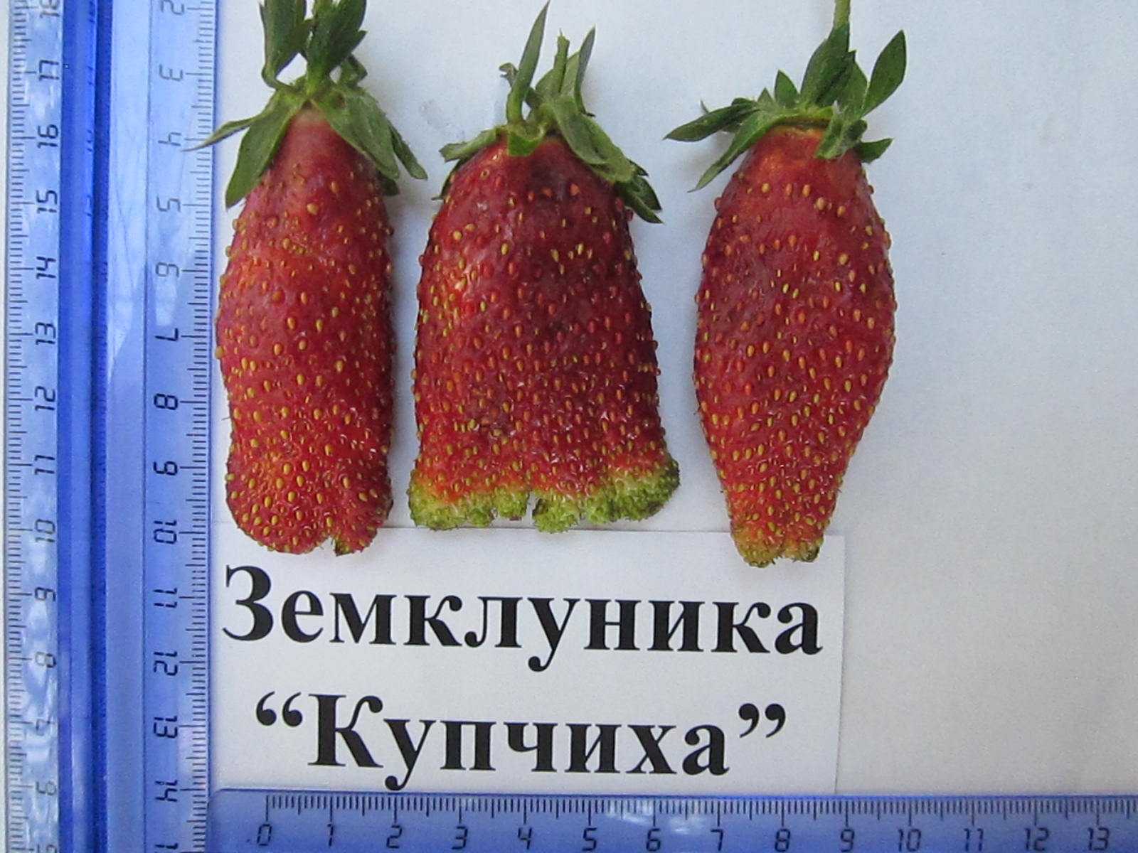 Сорт клубники купчиха: описание, фото и отзывы садоводов | всё о сотках