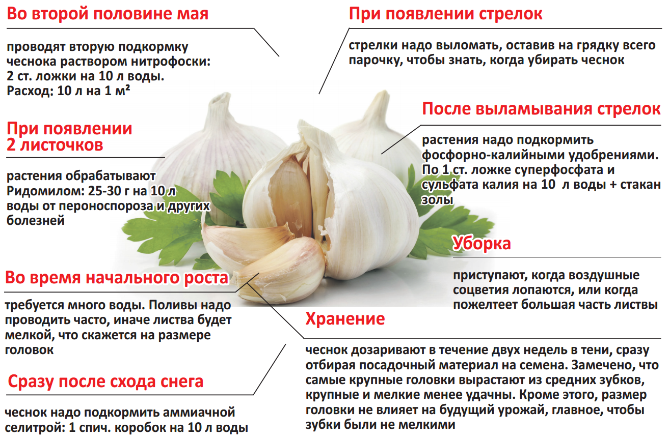Посадка чеснока весной в открытый грунт