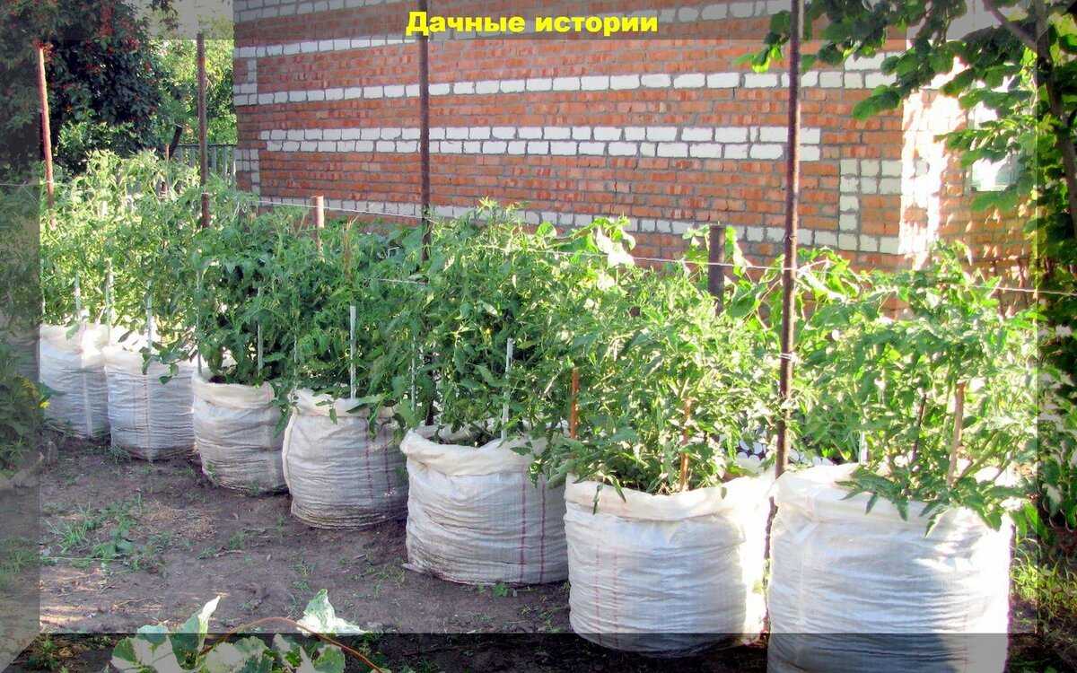 Как вырастить в ведрах помидор