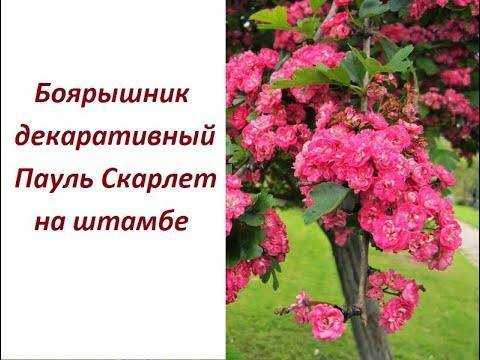Боярышник обыкновенный паул скарлет, фото, описание, условия выращивания, уход
