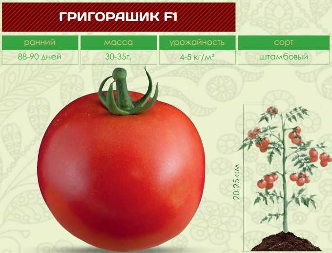 Самые урожайные и компактные штамбовые сорта томатов