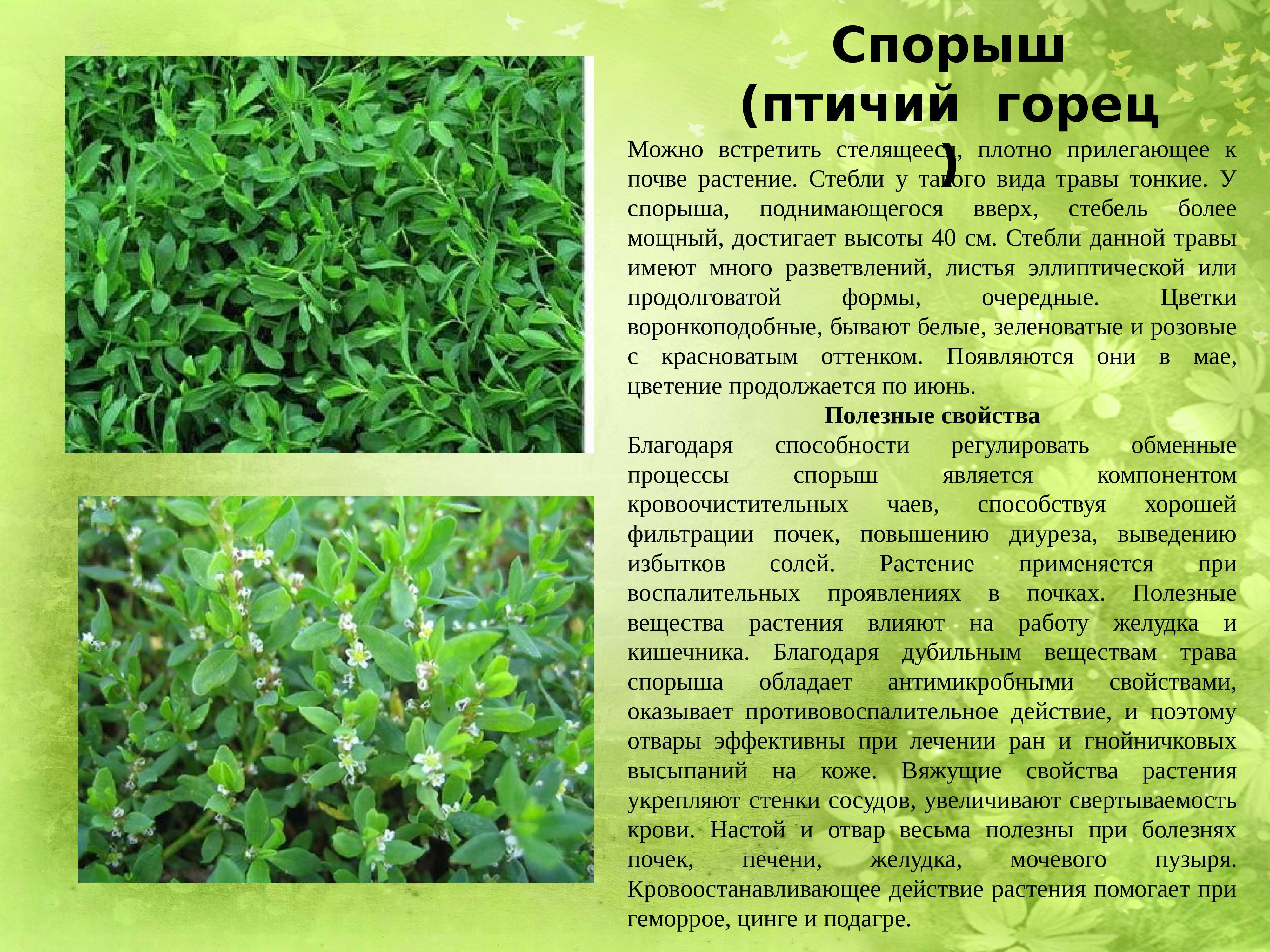 Польза и лечебные свойства горца птичьего (спорыша)