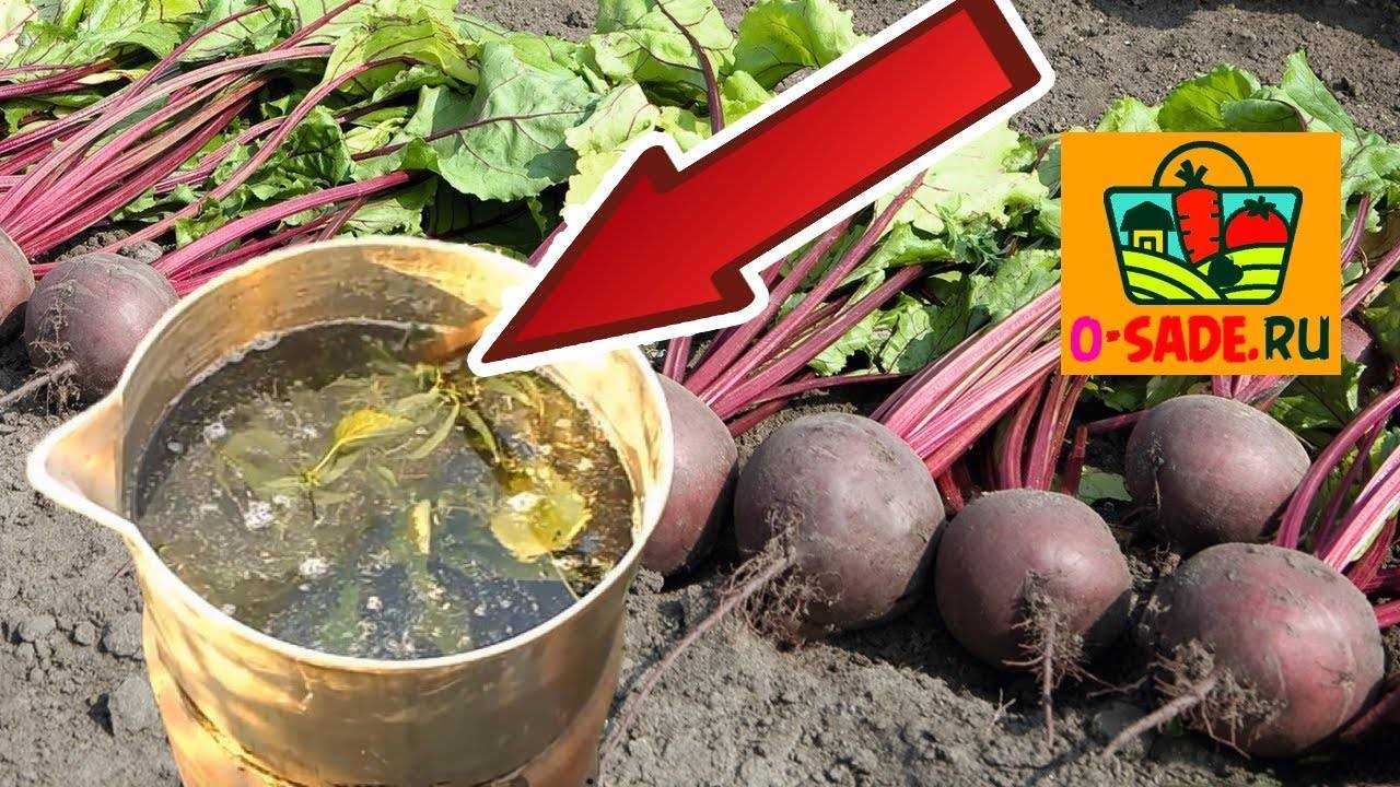 Как получить хороший урожай свёклы?