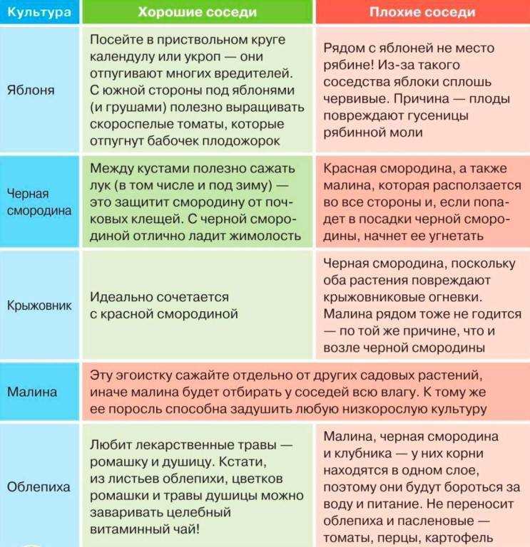Что можно посадить под вишней?: дневник пользователя кар 75 кар