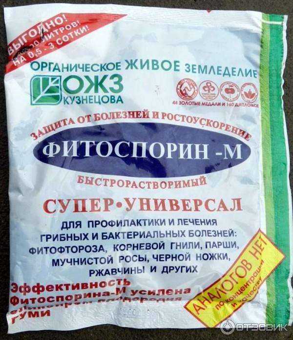 Серая гниль на клубнике: методы профилактики и борьбы, фунгицидные средства для обработки
