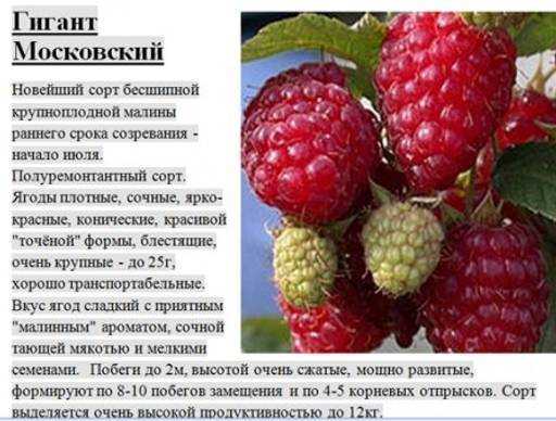 Малина сорта исполин: описание и характеристики, посадка и уход, отзывы с фото