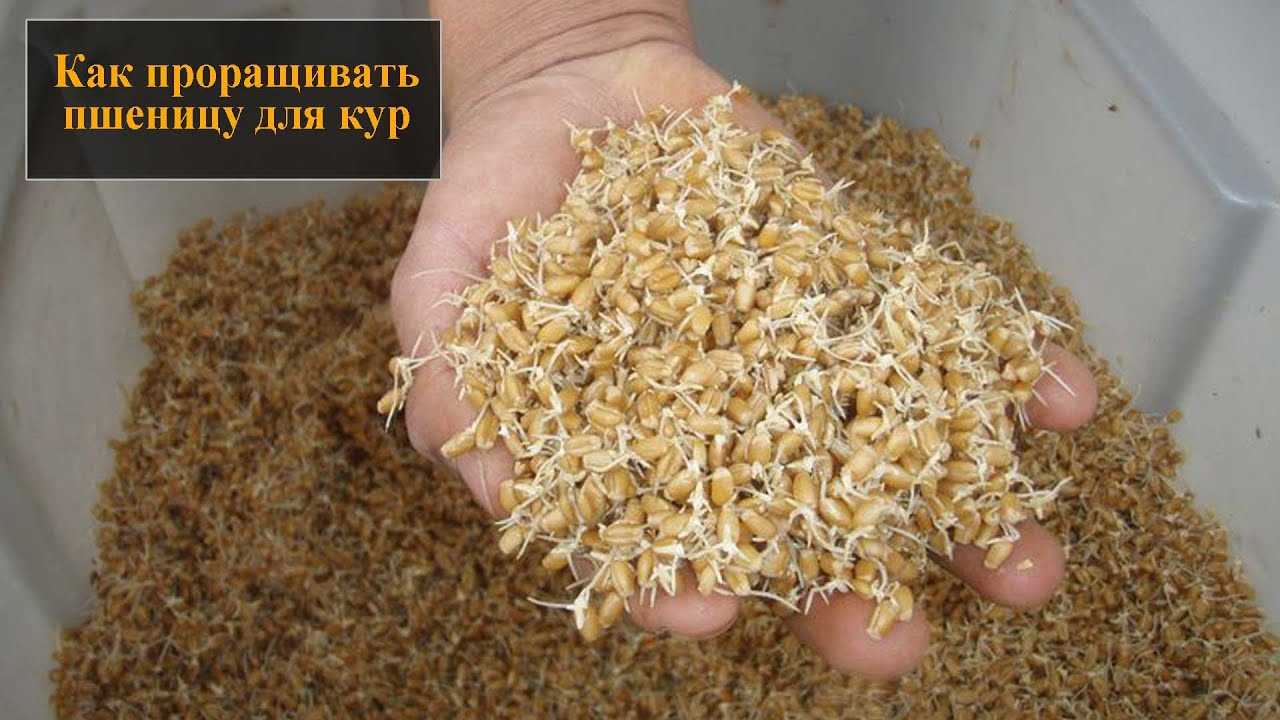Мешанка для кур несушек: как приготовить? рецепты, состав