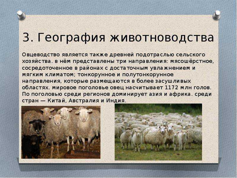 Разведение овец в домашних условиях | cельхозпортал