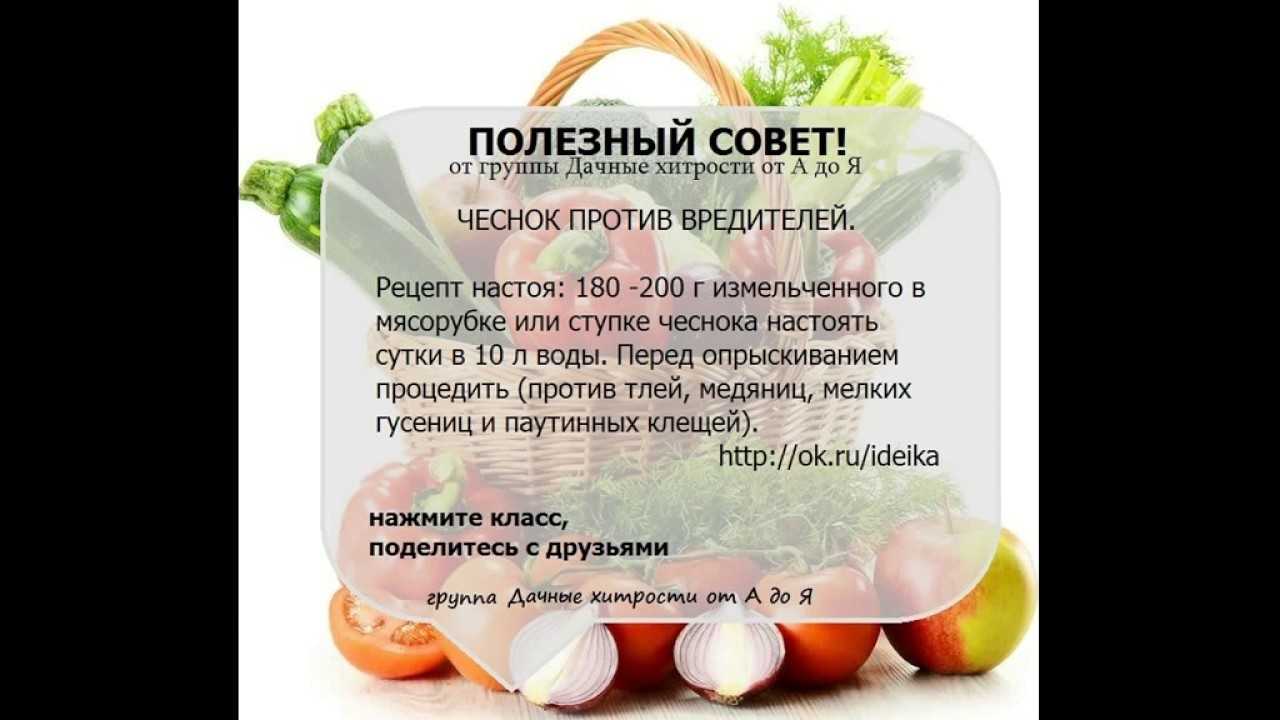 Как садить кабачки в открытый грунт семенами. cхема посадки