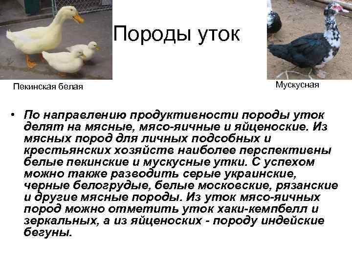 Породы уток с фото и названиями породы уток для домашнего разведения