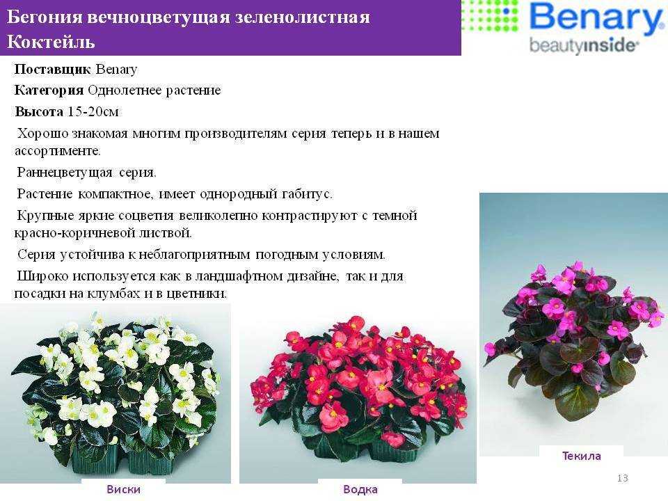 Вопрос: что это за бегонии серии big что для них характерно?