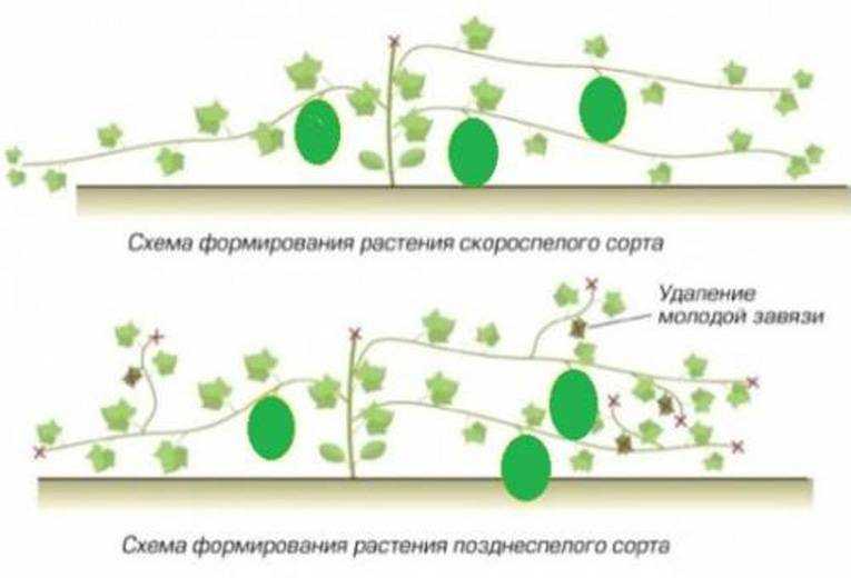 Выращивание дыни в теплице из поликарбоната