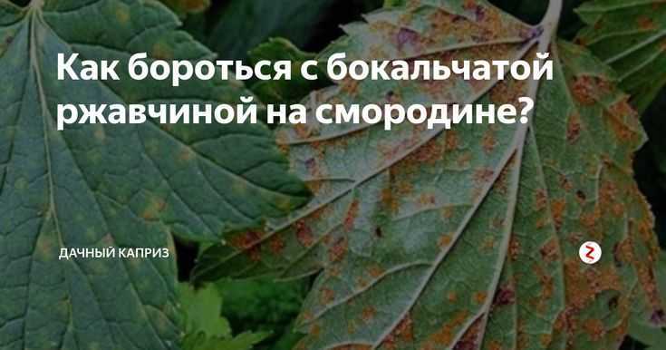 Ржавчина на груше: скор, хом, фитолавин д и другие системные фунгициды, схема обработки