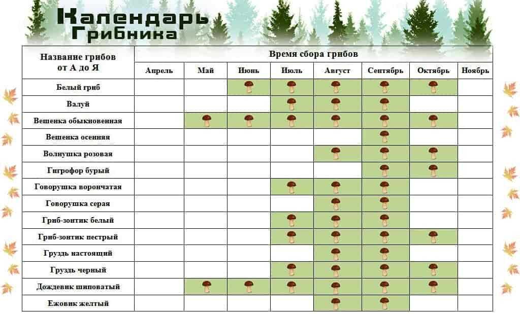Посадка и уход за клубникой в московской области