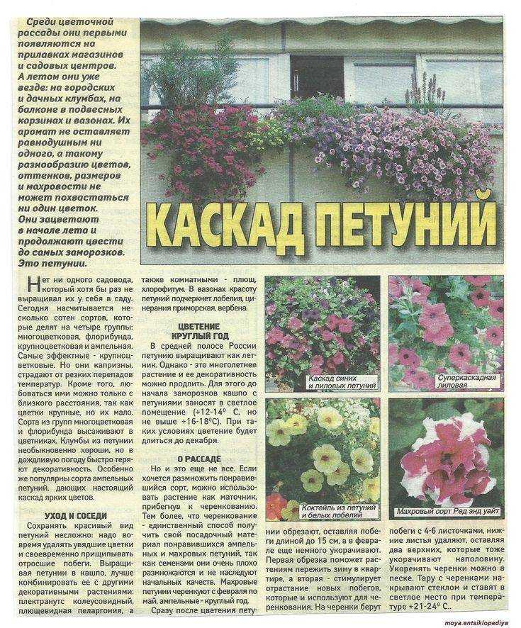 Петуния