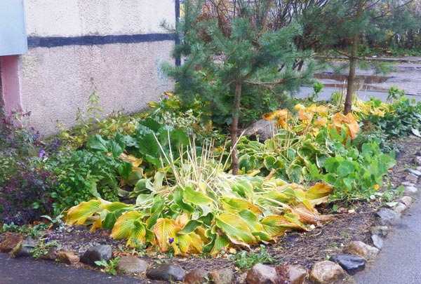 Хоста: посадка и уход в открытом грунте, фото сортов с описанием, частые вопросы