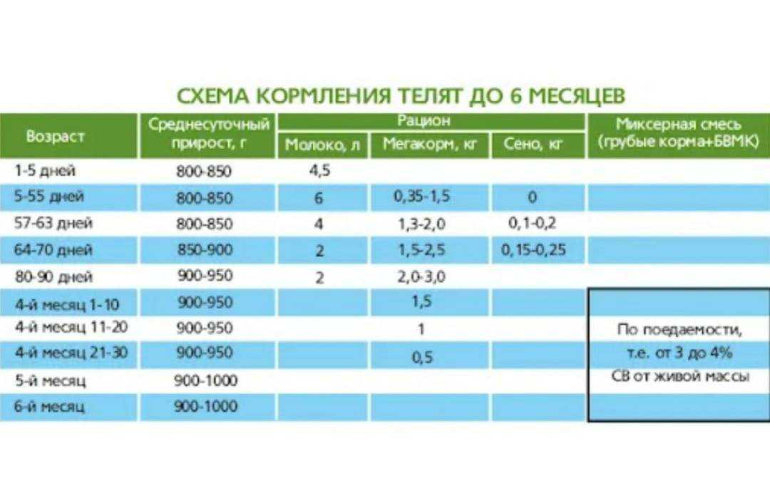 Сколько весит бык?