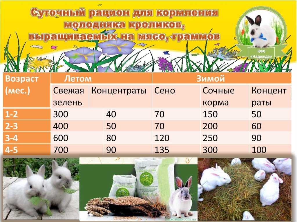 Как выкормить крольчат: 11 шагов (с иллюстрациями)